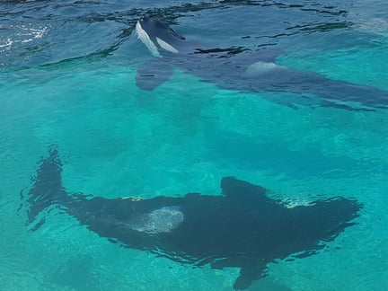 Wikie Keijo Marineland