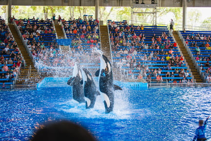 Sea World orka