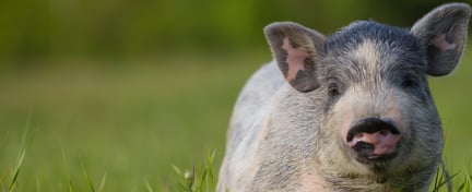 Piglet in grass_header
