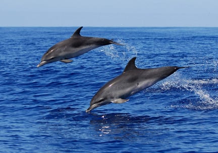 dolfijnen feitjes