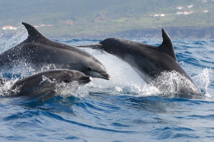 Canada, dolfijn, vermaak, wilde dieren, entertainment