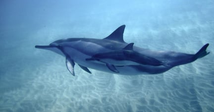 En delfin i det vilda 