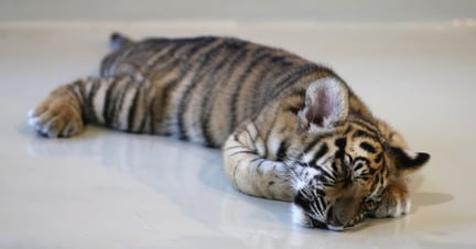 Slapende tijgerwelp