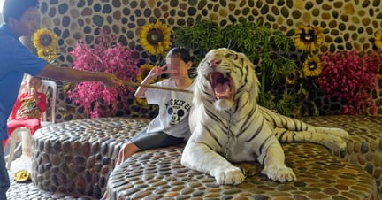 Turister betaler for at få taget fotos med tiger