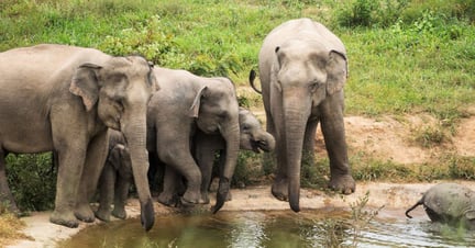 Wilde olifanten