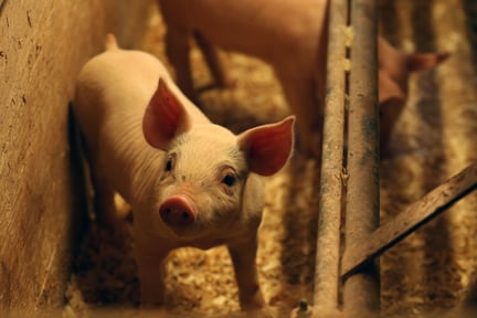 Superlijst Dierenwelzijn - varken in vee-industrie