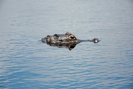 Een krokodil zwemt in het water
