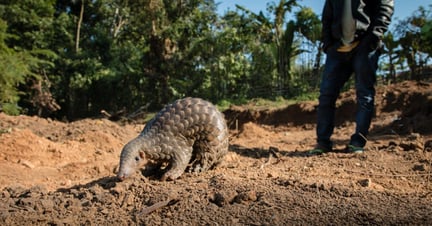 a pangolin in the wild