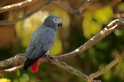An African Grey Parrot in the wild. Credit: Jurgen & Christine Sohns / Getty Image