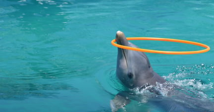 dolfijnen, attracties, wreed