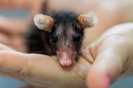 Baby opossum opgevangen na bosbrand Amazone