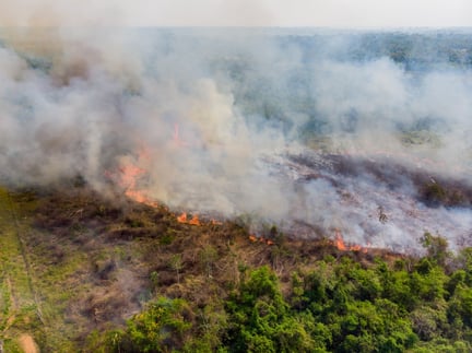 Branden in de Amazone