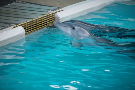 Dolfijn in gevangenschap als entertainer