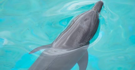 Dolfijn in gevangenschap