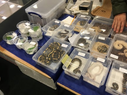 Slangen in kleine doosjes op markt verhandeld als product 