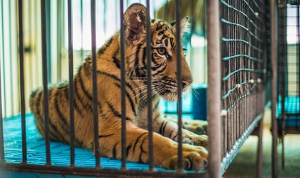 Filhote de tigre preso em gaiola para ser usado em atração na Tailândia