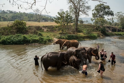 Tourists bathing with elephants