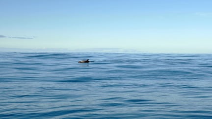 Dolfijn in de oceaan