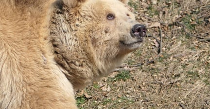 Bjørnen Masha er reddet fra et ukrainsk cirkus og har fået et nyt liv i Libeary bjørnereservat i Rumænien