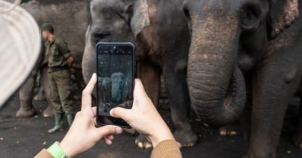 Elephants used for photos at Bali Safari. Credit: Andito Wasi 