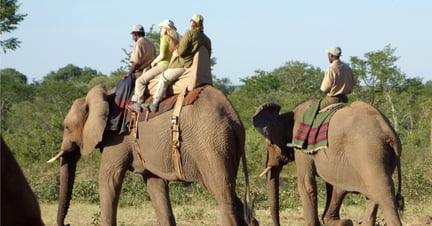 Toeristen rijden op een olifant