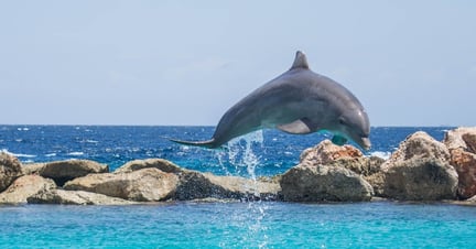 Dolfijn buitenlucht