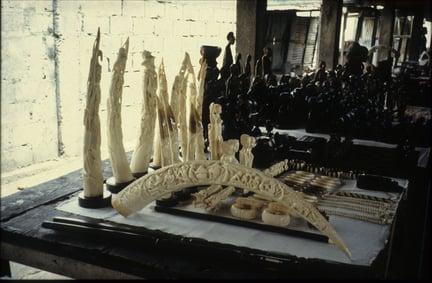 ivoor-bewerkt-slagtanden