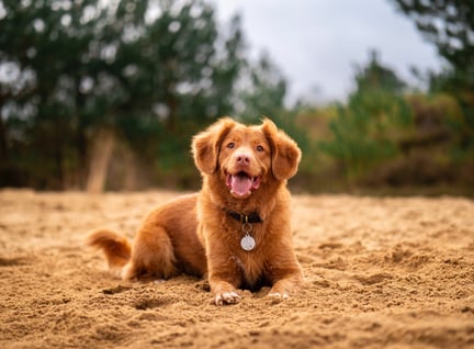Dog sitting in the sand