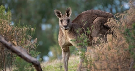 Een wilde kangoeroe