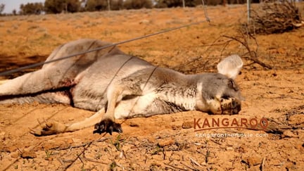 Slachtoffer van de kangoeroejacht