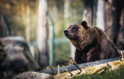 dierensuccessen, hoogtepunten, dierenwelzijn, beren