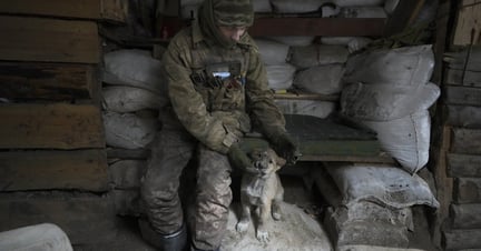 oorlog oekraine hond