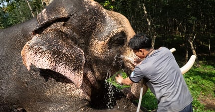 olifant wassen