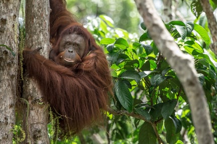 Orangutan in a tree - World Animal Protection - Animals in the wild