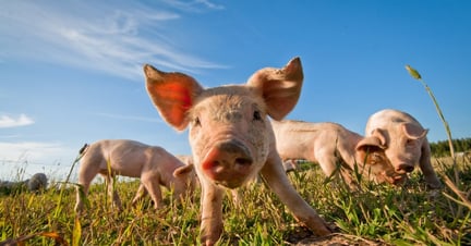  Piglets outside on a high welfare farm