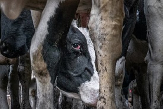 cow