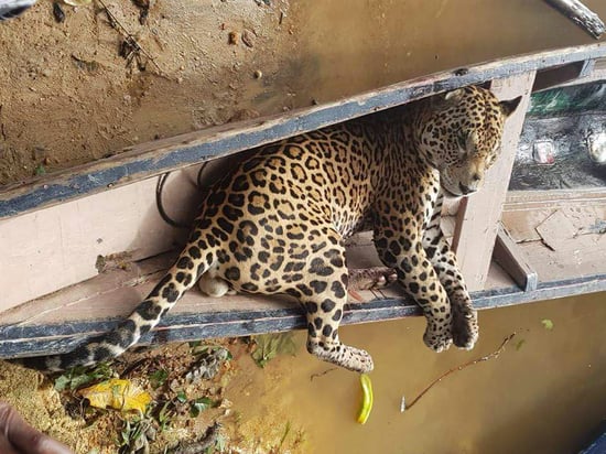 Onça-pintada morta - após ser caçada -, em um pequeno barco