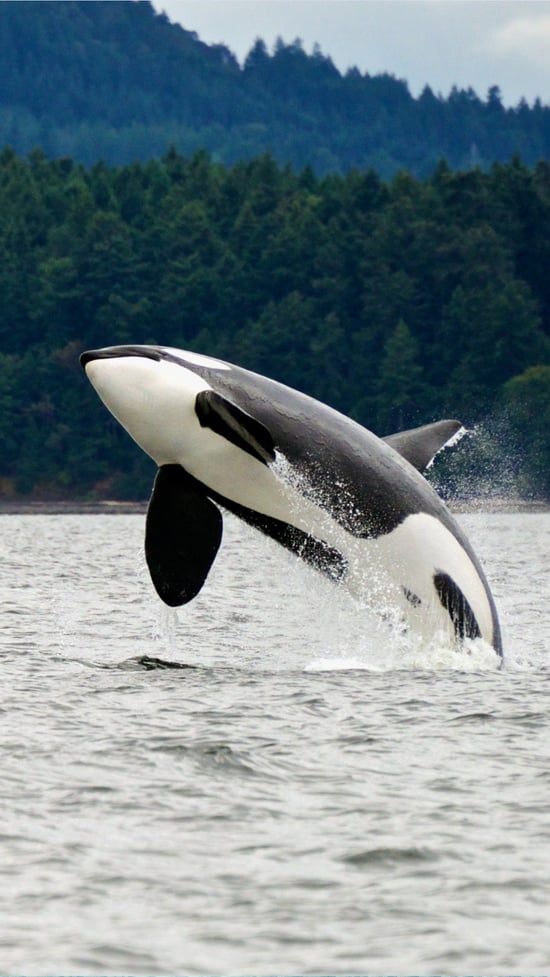 Achtergrond mobiel orka