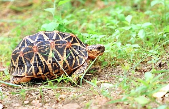 Sterschildpad