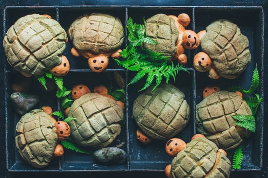 schildpadden conchas 2