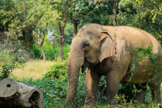 Olifant op een open plek in het bos