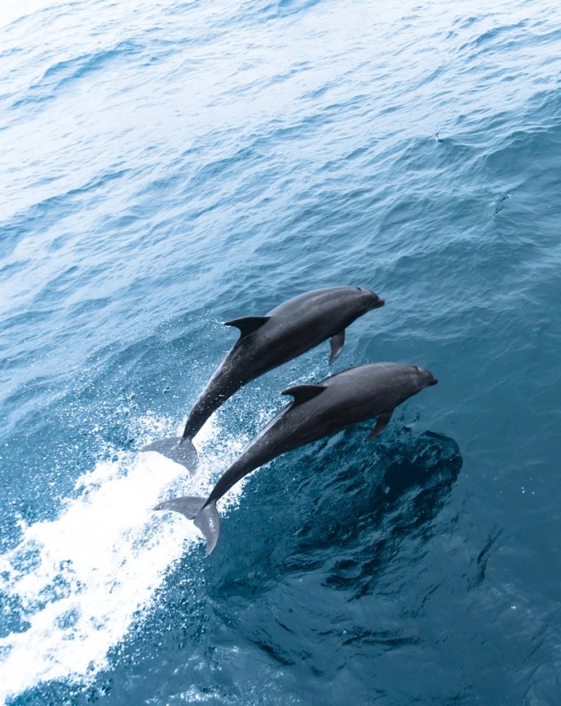 Dolphins