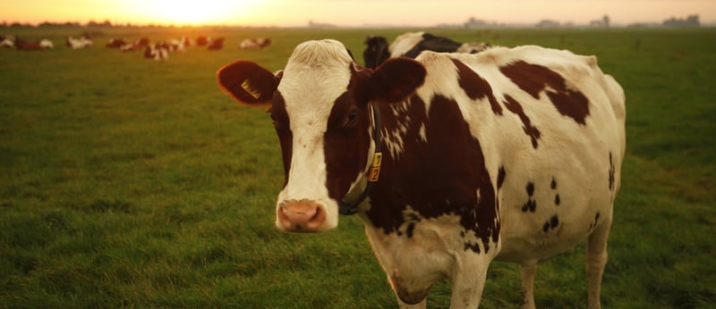Friesian dairy cows, Netherlands