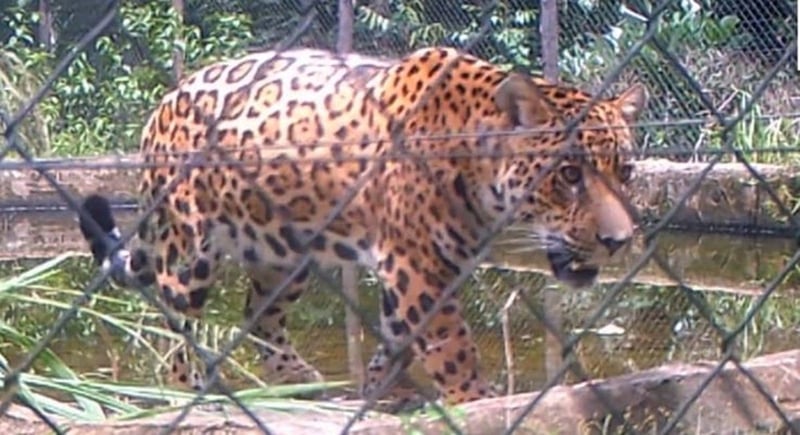 Xama the jaguar