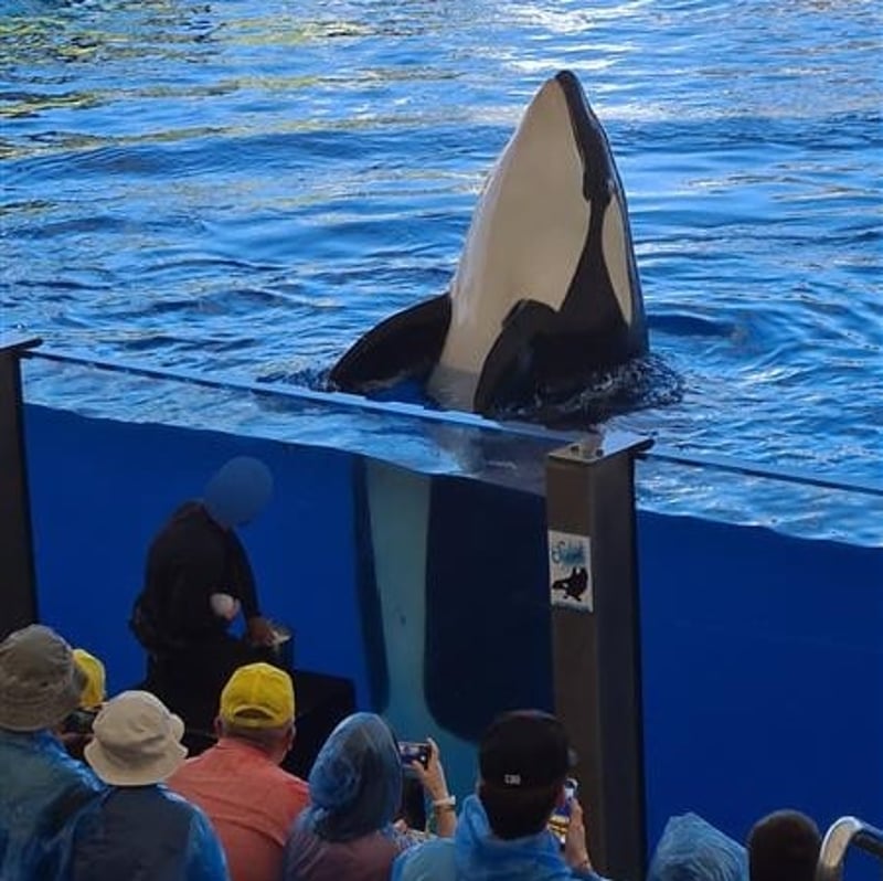 Morgan the orca