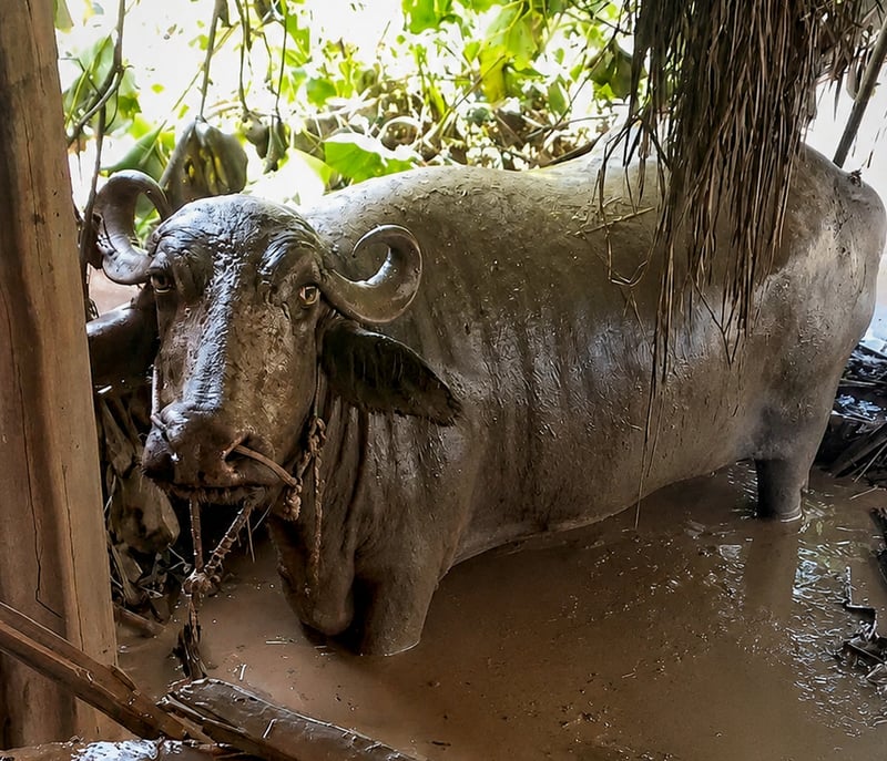 nepal buffel animal heroes