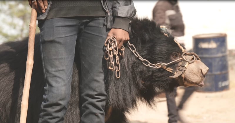 dansberen, wilde dieren