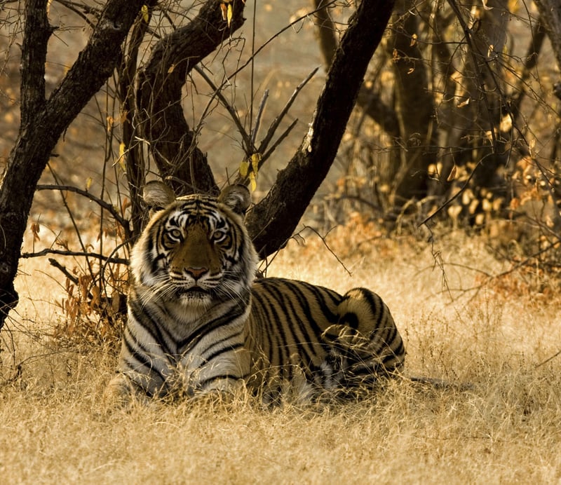 Tijger in het wild