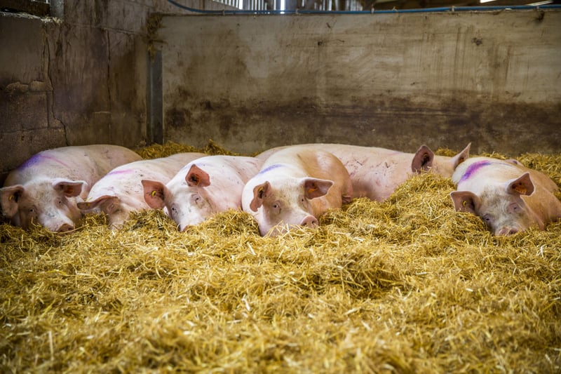 stop de kooien, dieren in de veehouderij, vee-industrie