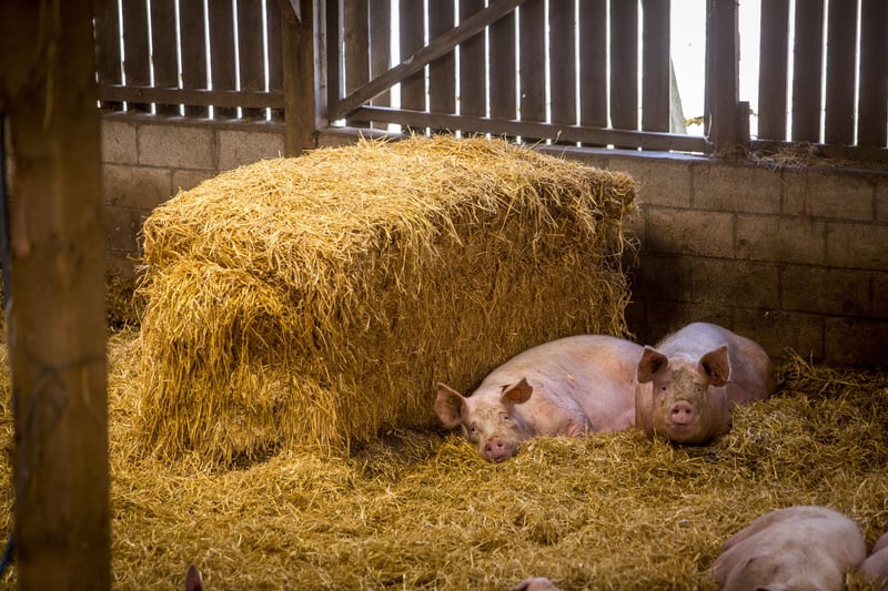 veehouderij, varkens